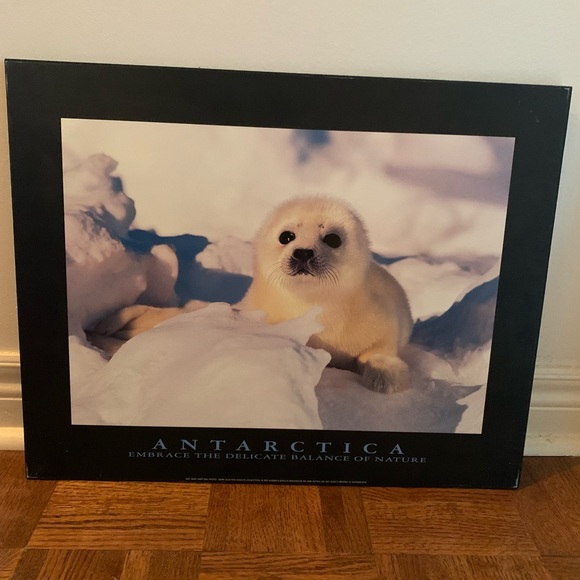 Other - Antarctica Seal Picture Decor